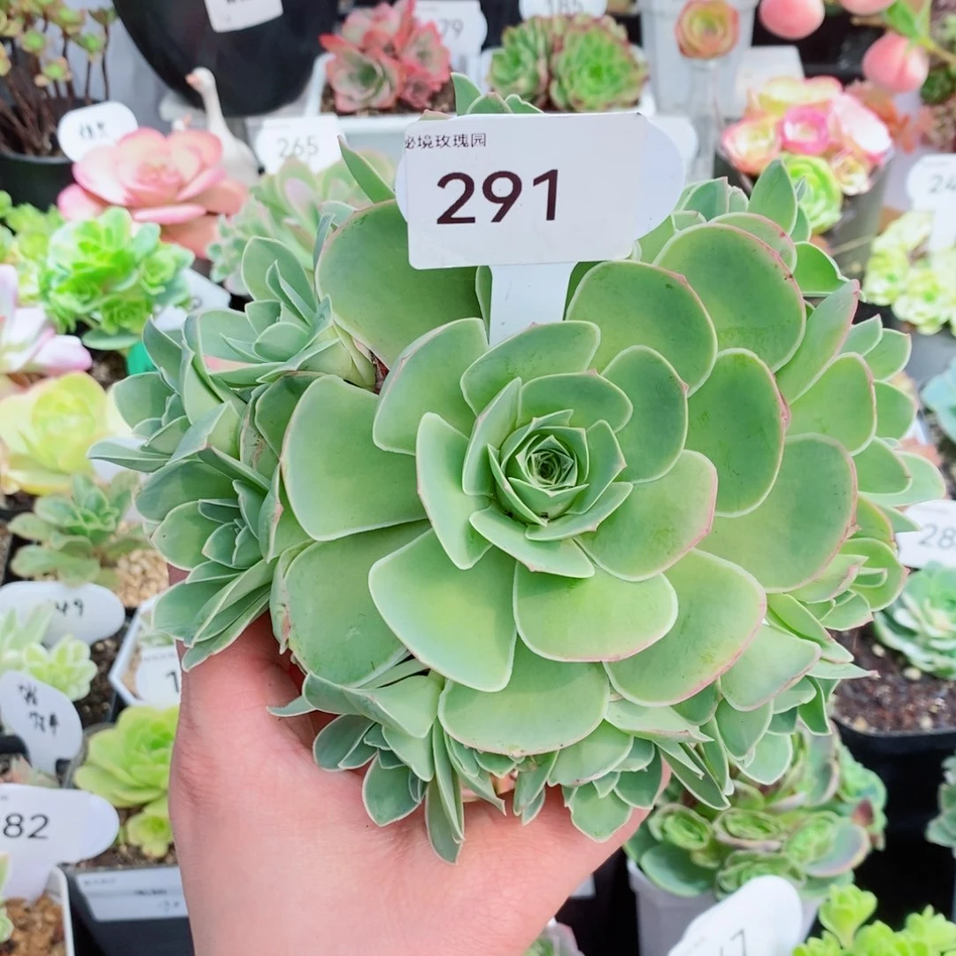 291桃帕手捧花。  