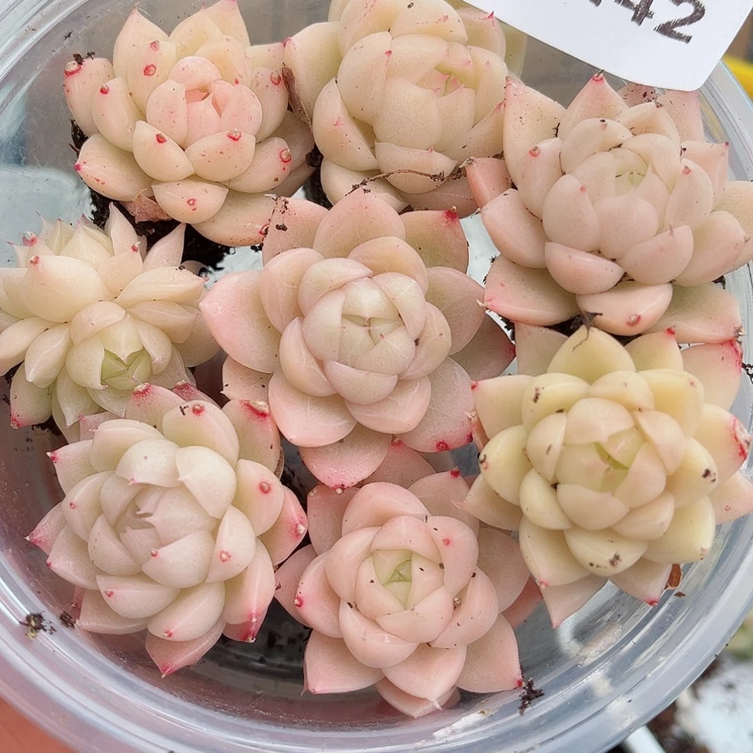 1-442 新疆西藏内蒙不发12.8包邮2-3公分