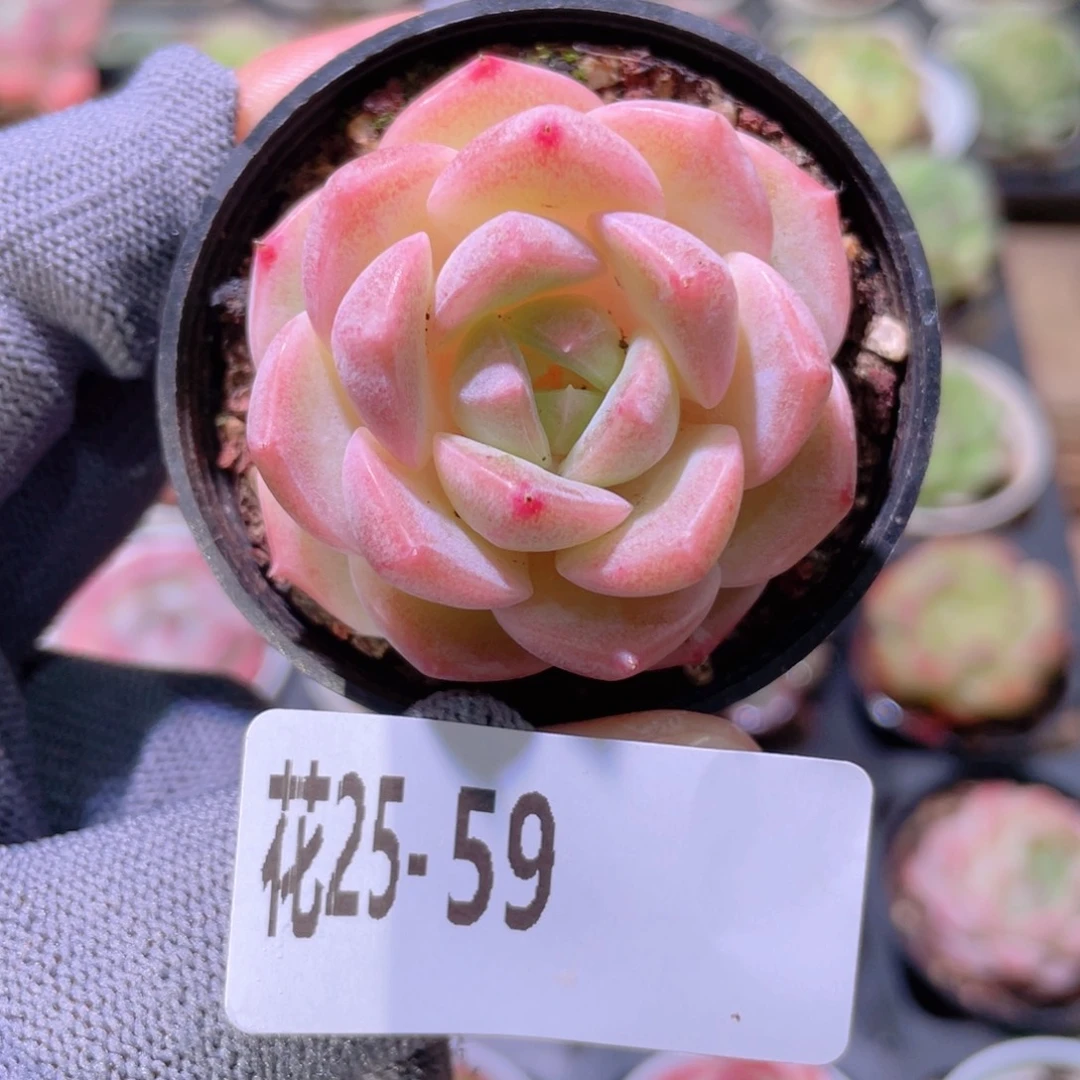 花利美25-59新品