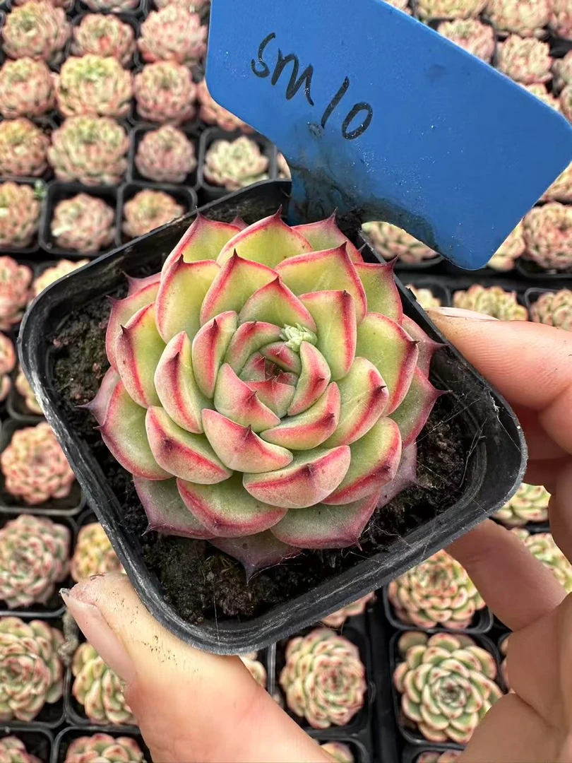 7#艾弗森 多肉植物   前男友精品多肉