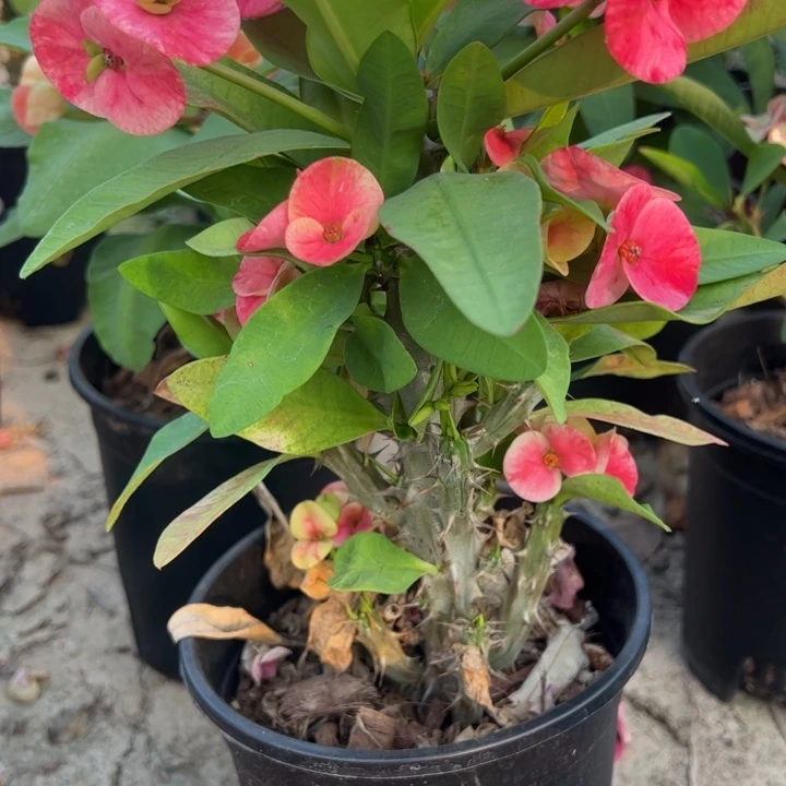 泰品扦插一物一拍