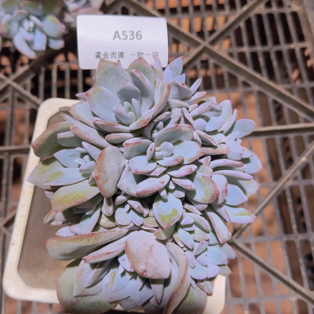 A536奶茶群生18头以上