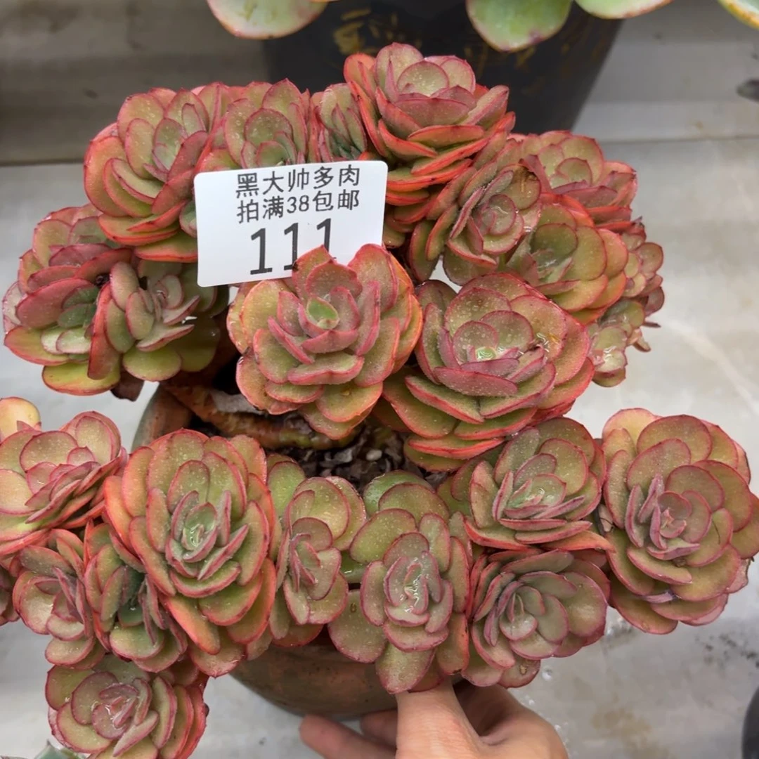 心***情黑大帅多肉111秀妍