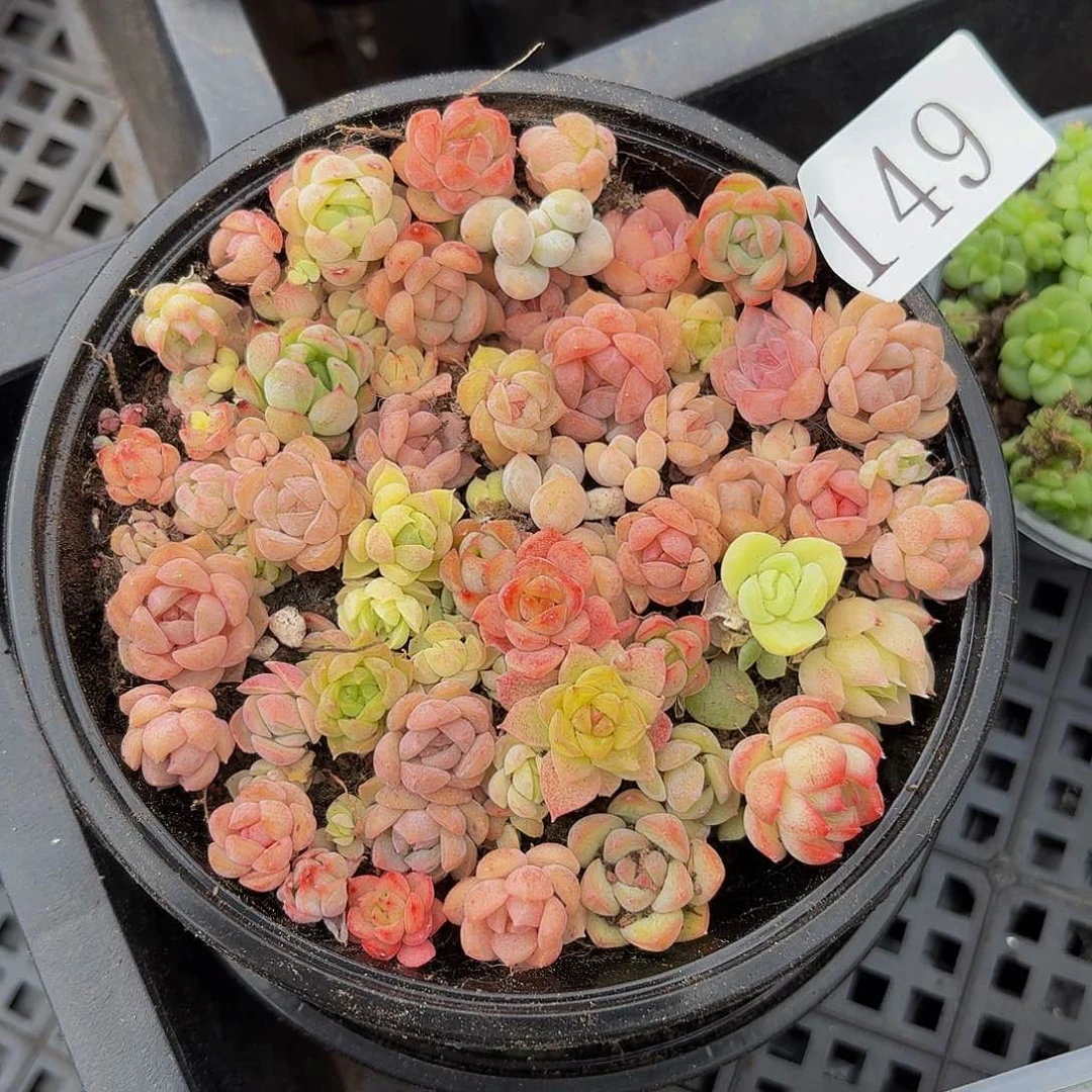 多肉植物多肉植物149