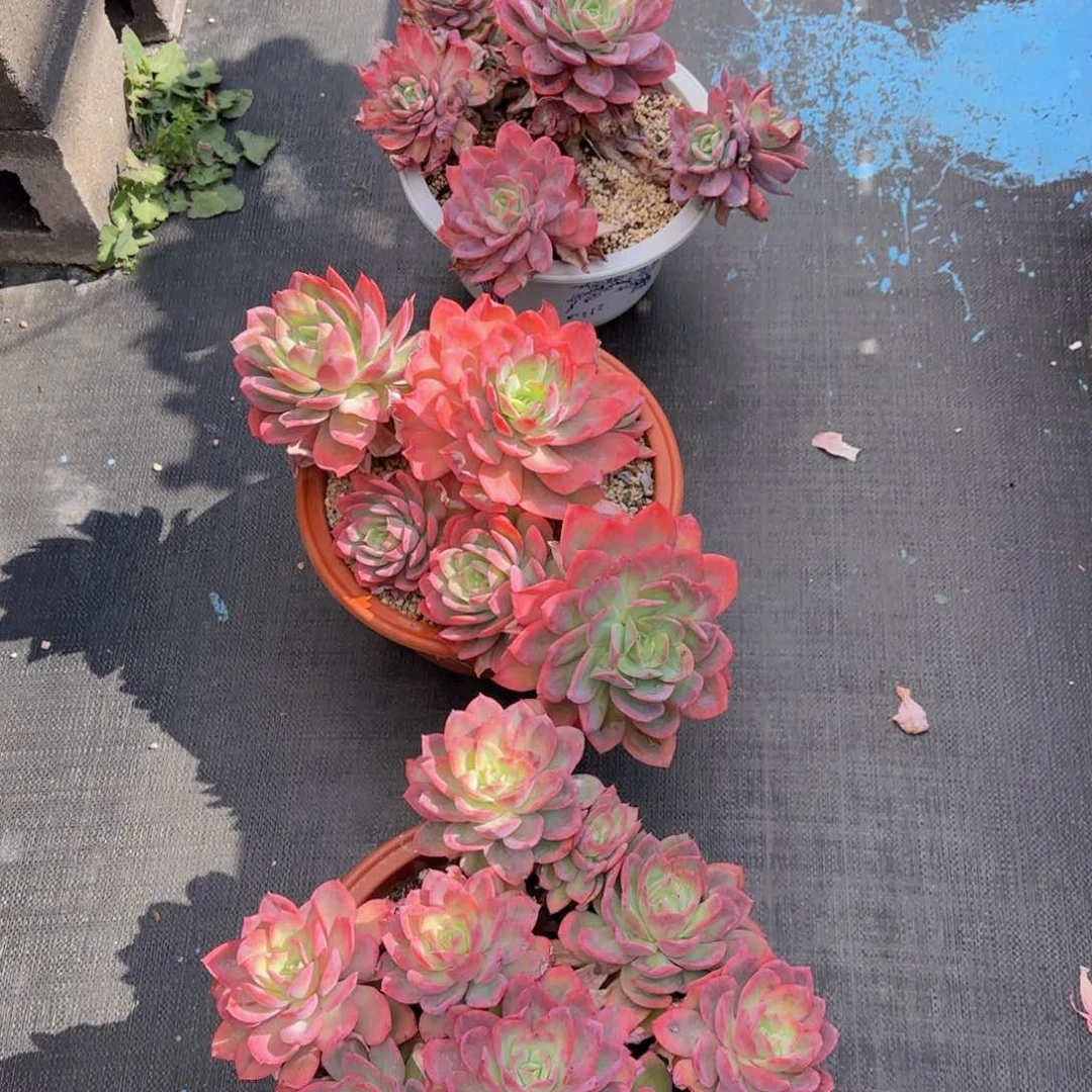 唐****啦绮罗物流发货 3 颗