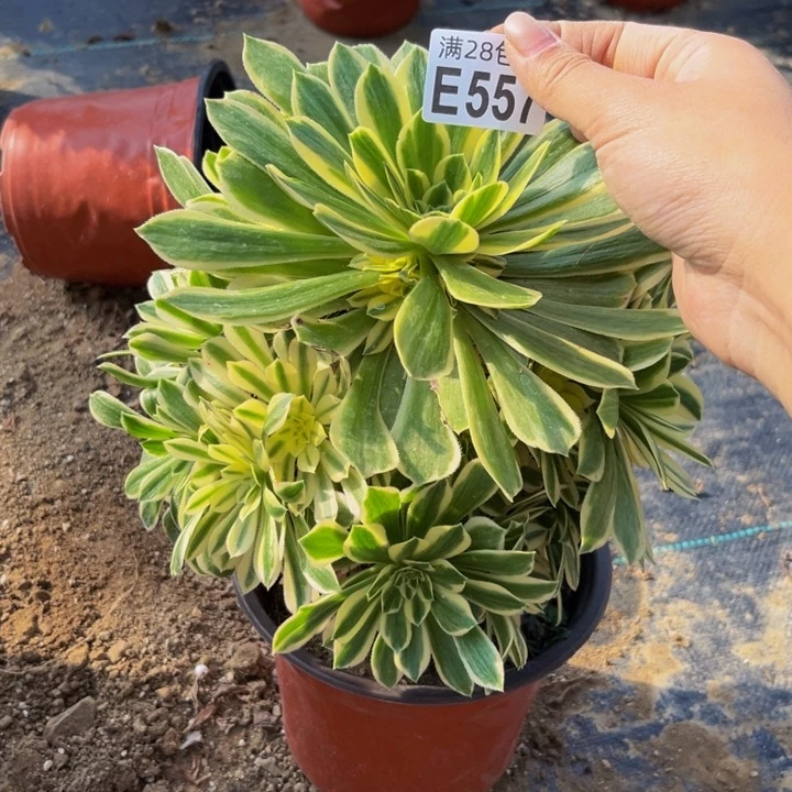 557多肉植物一物一拍