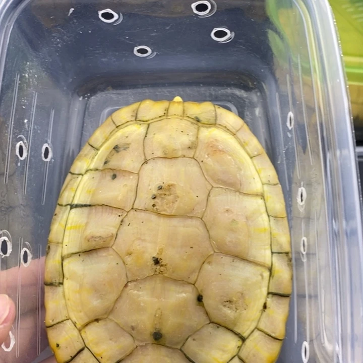 巴西彩龟母666666