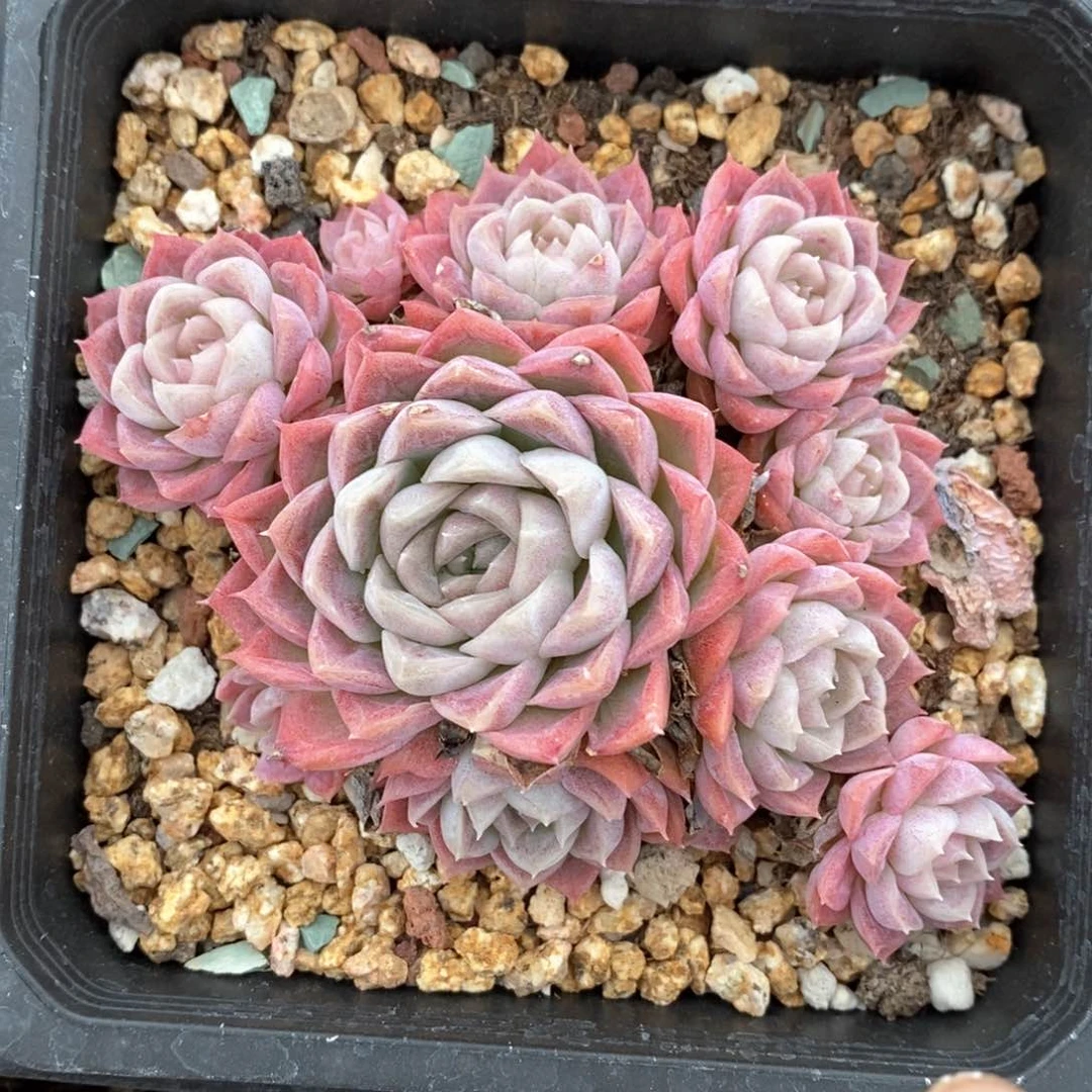 精品多肉一物一拍133