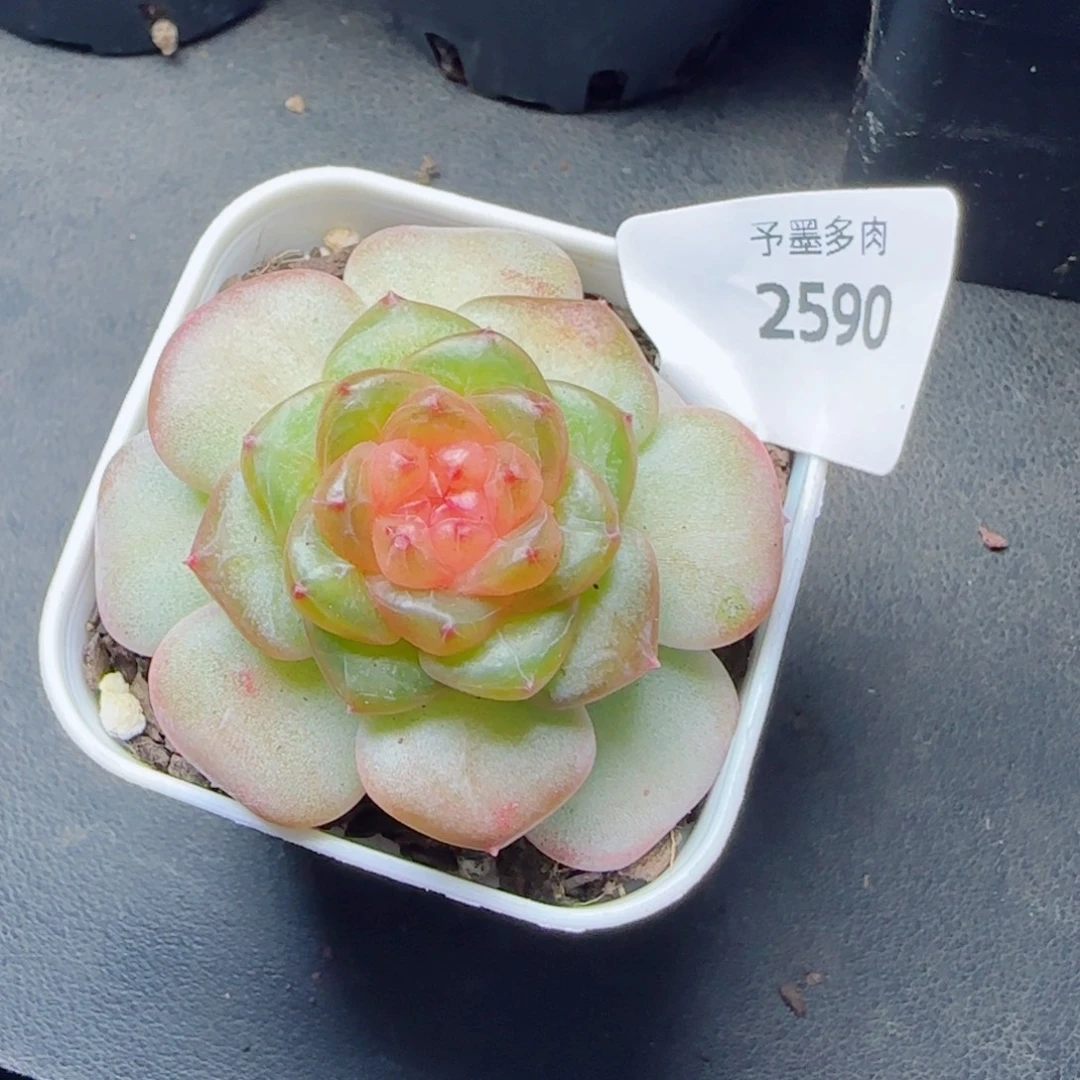 果冻糖，2590多肉植物