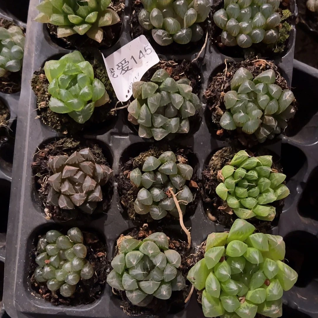 直播福利一物一拍145