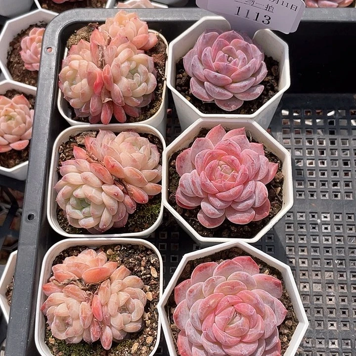 薇薇安园艺多肉1113