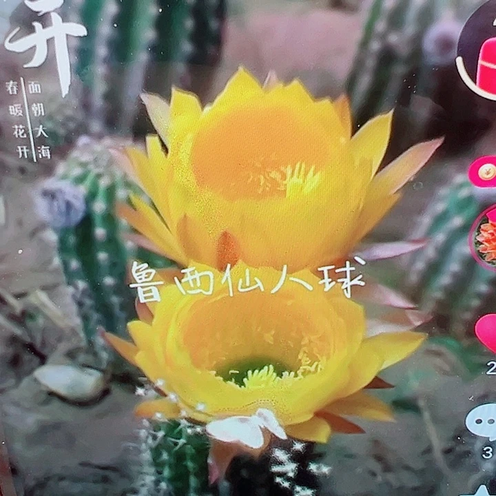 毛花柱63 15公分左右