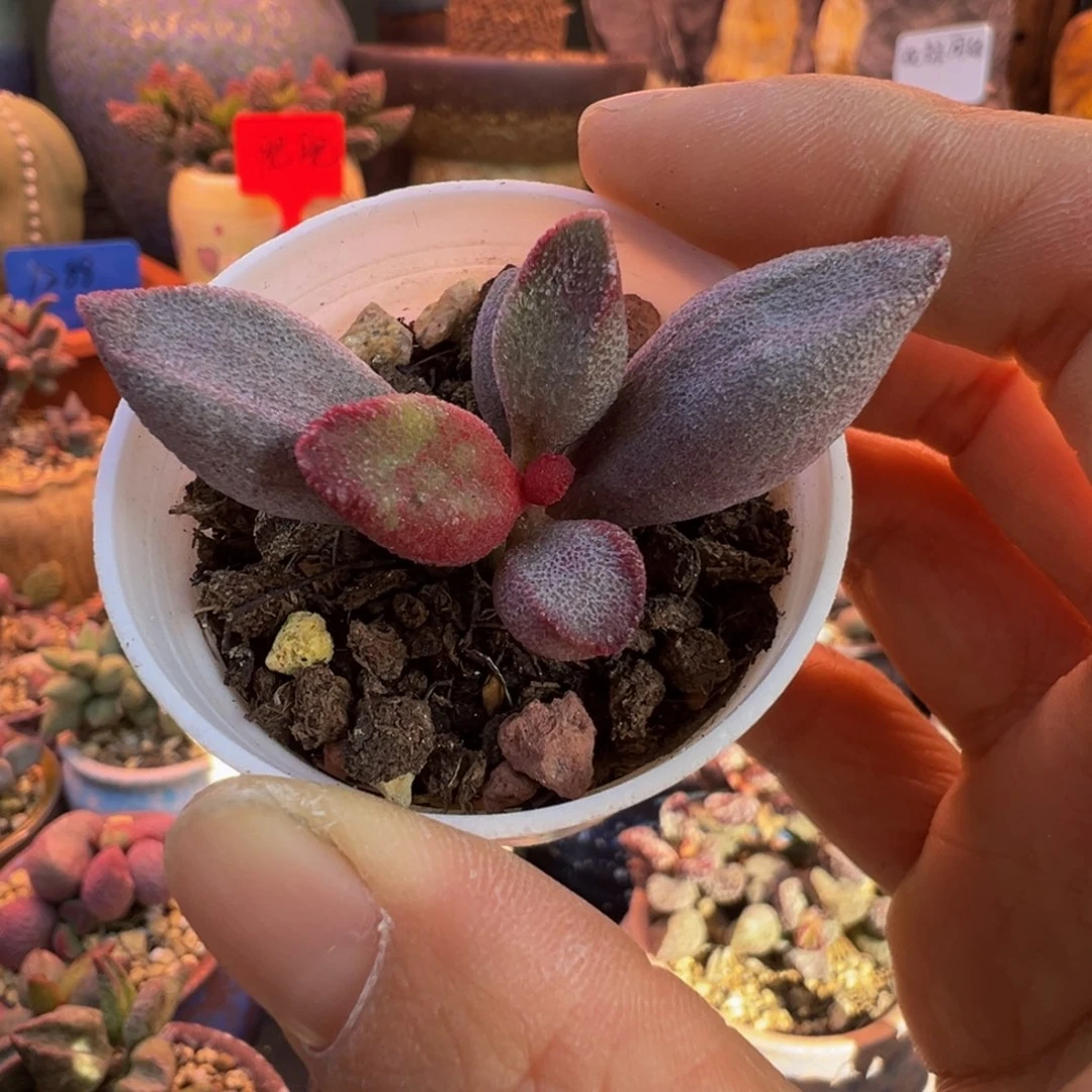 一物一拍带盆发货