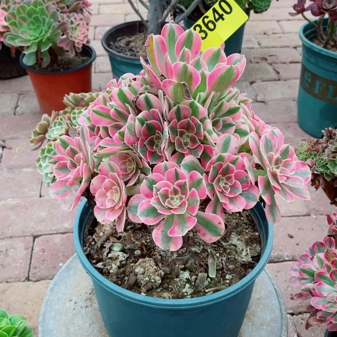 粉女巫多肉植物3640