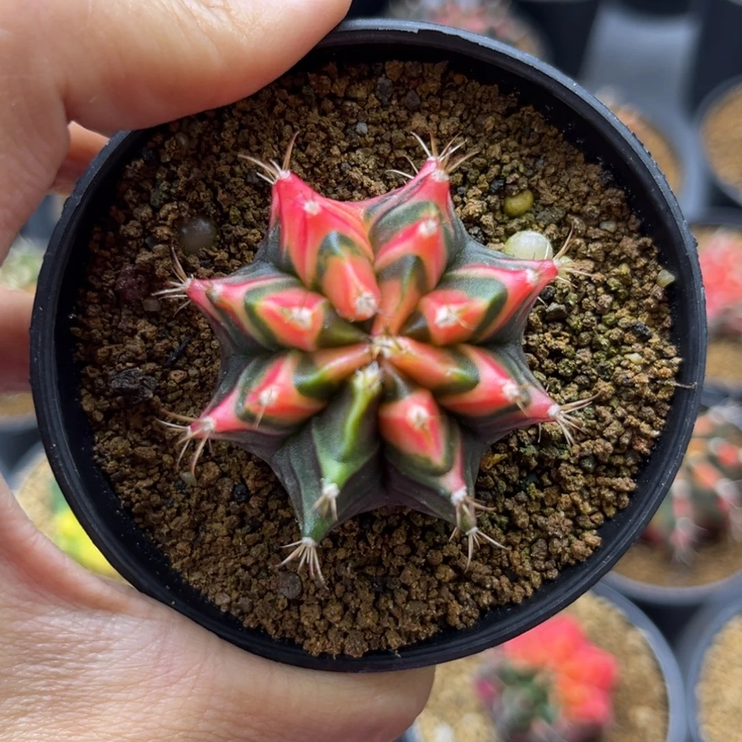 一物一拍带盆土发