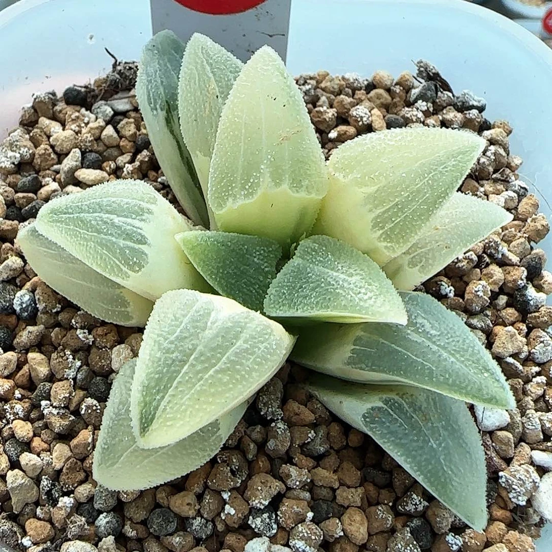410号蓝光磨面锦糊斑一物一拍带盆土