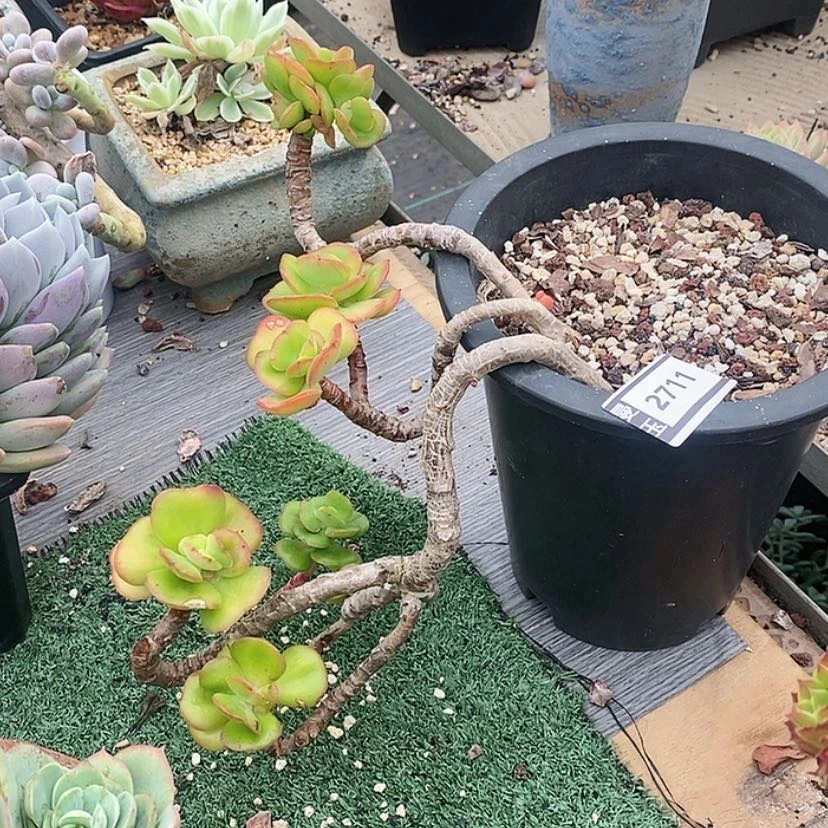 【闪购商品】红梅2711