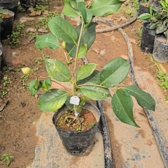 完全开放斑瑟威力