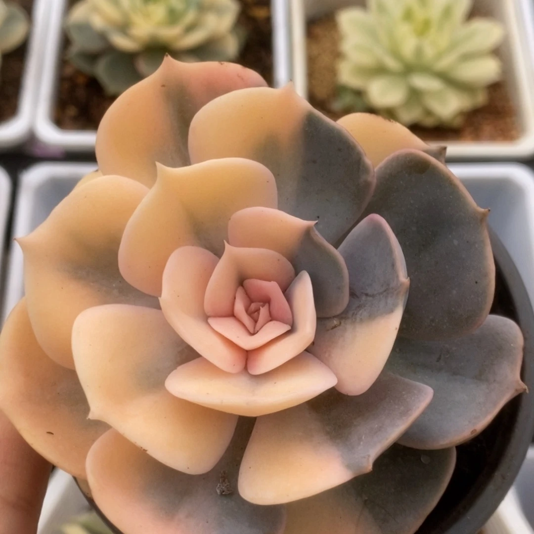 539双子座锦锦锦锦锦锦锦