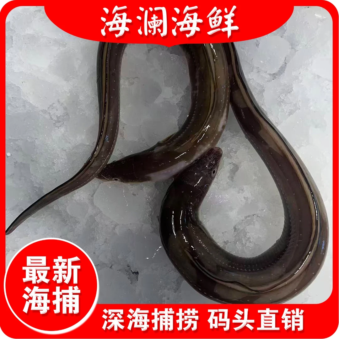 大连野生七星鳗 油鳗（一斤以上鳗鱼称重链接）顺丰冷冻发货