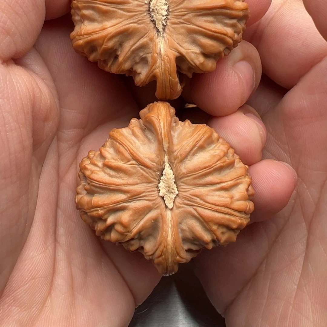 文玩核桃把件爱***饭白狮子