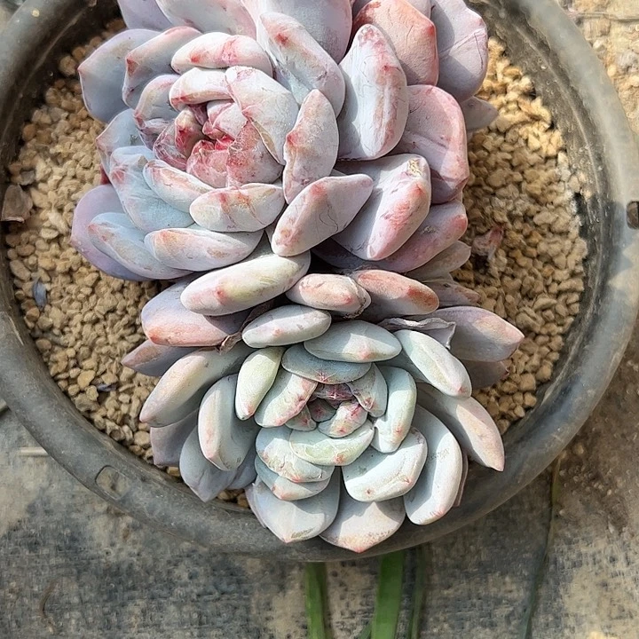 【闪购商品】倩*无砍石化