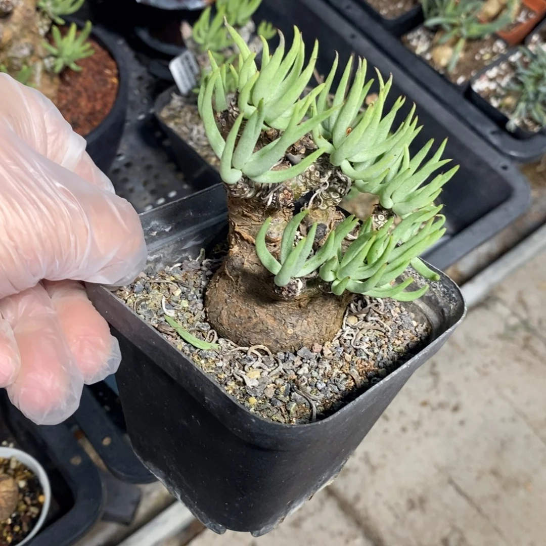 白象多肉植物一个