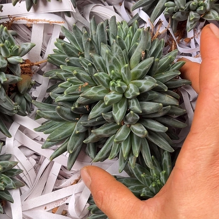 梵高美人14.99多肉植物10头