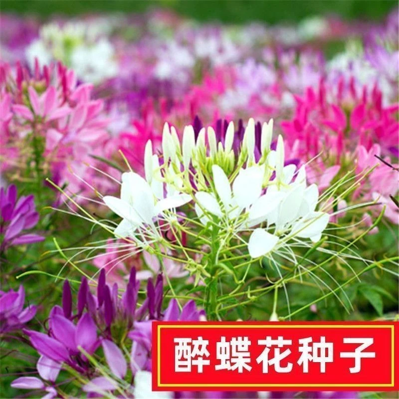 美人醉蝶花种子四季家用庭院盆栽花园种植懒人花易种易活耐热花卉