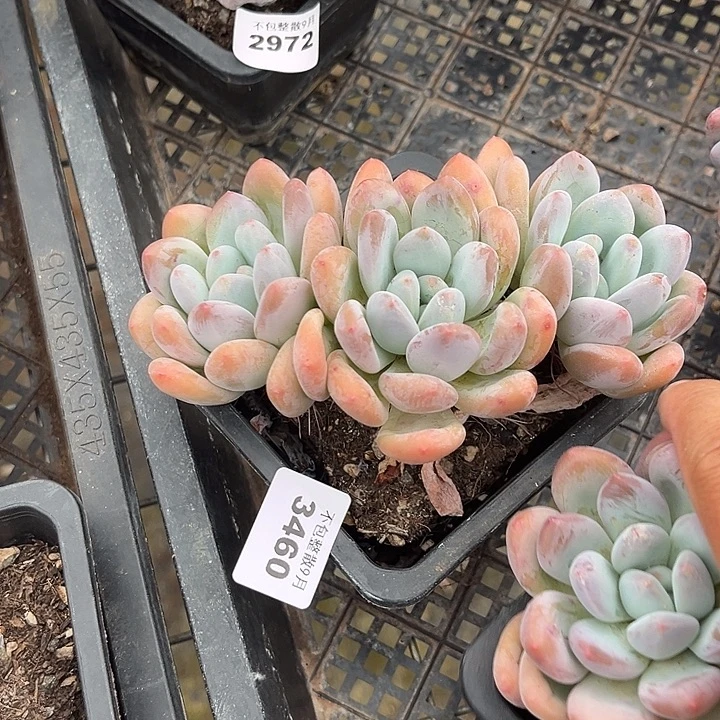 阿雅园艺。      3460香水