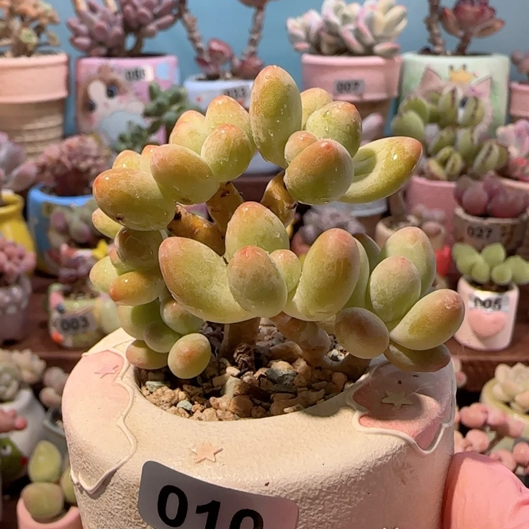 树桩萤火虫奶 盆口4cm