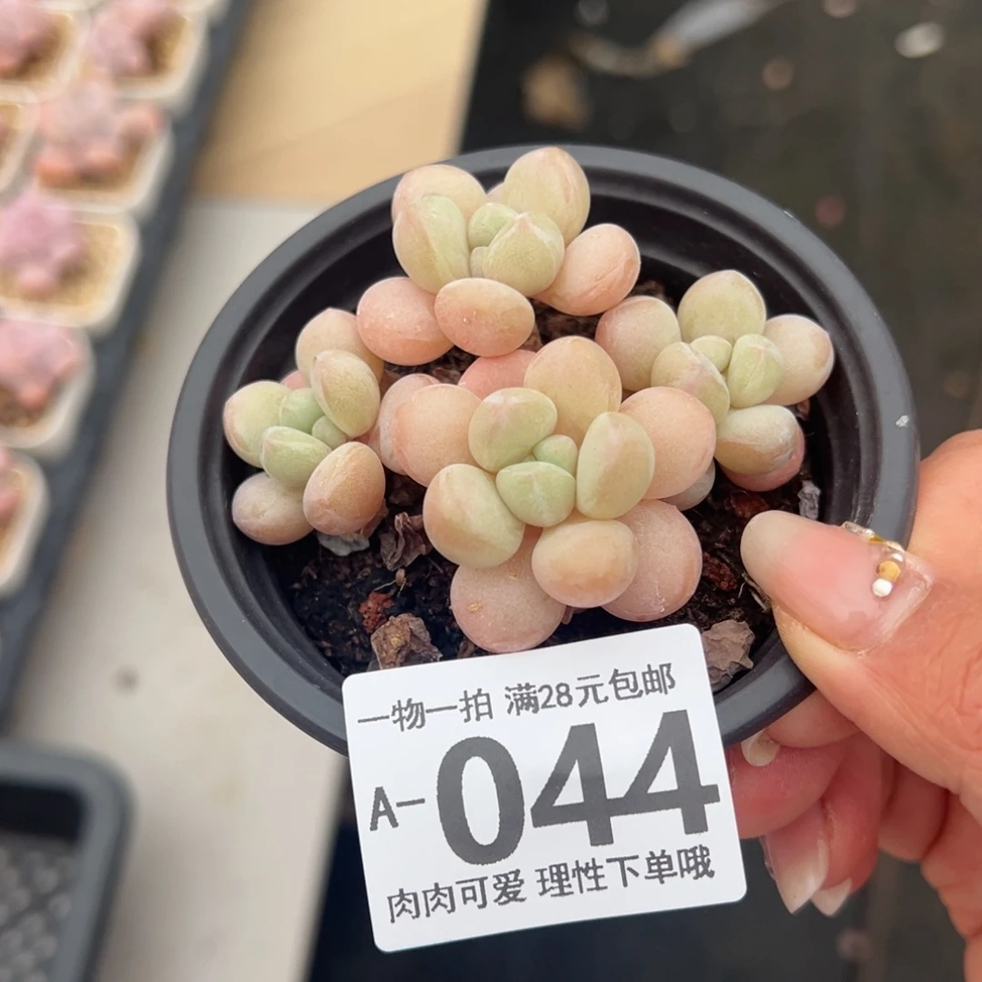 萤火虫奶多肉多多肉多肉