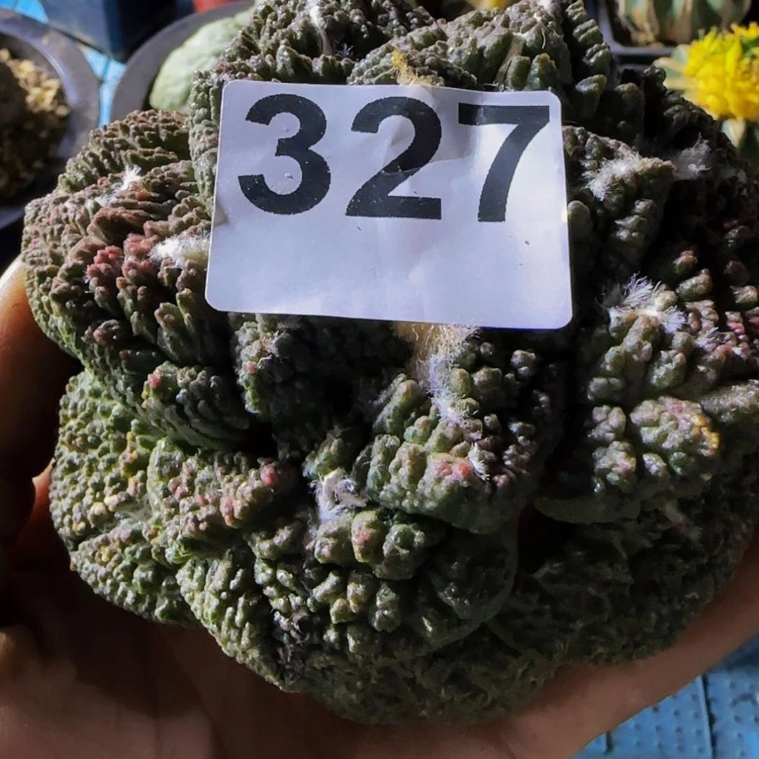 爱****猪大牡丹327仙人球