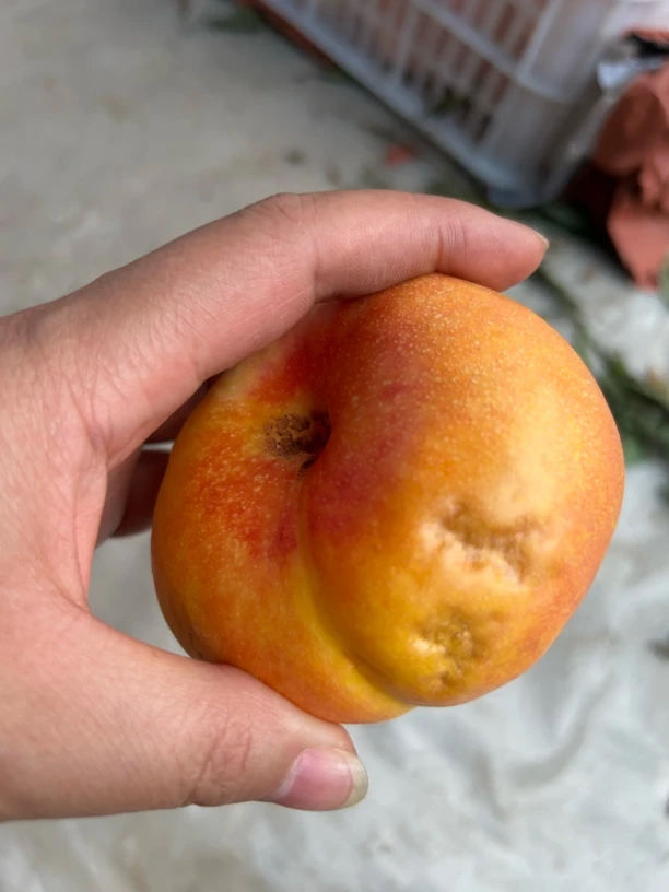 瑕疵果油蟠桃(4.8斤-5斤)