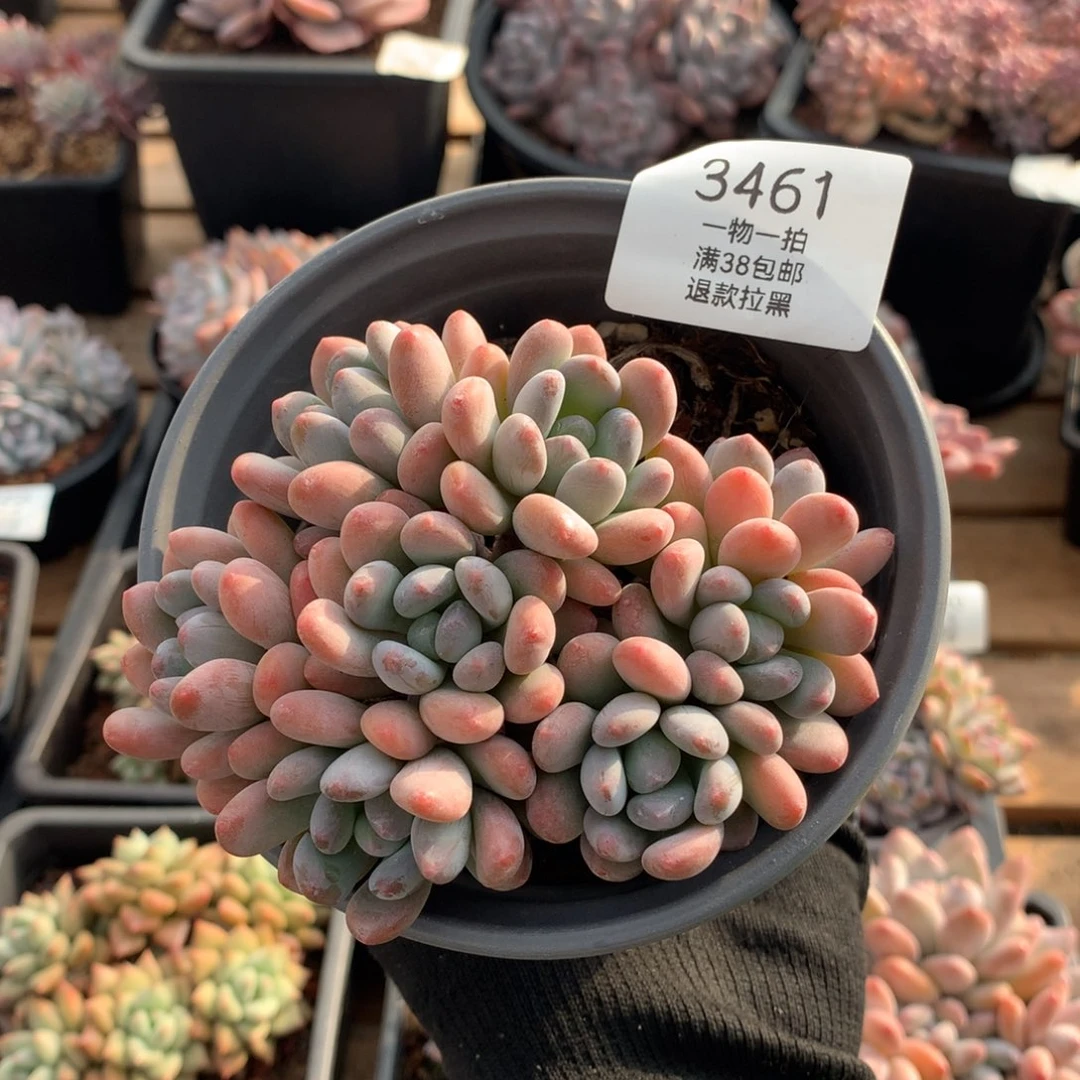 11厘米八头灯美人3461