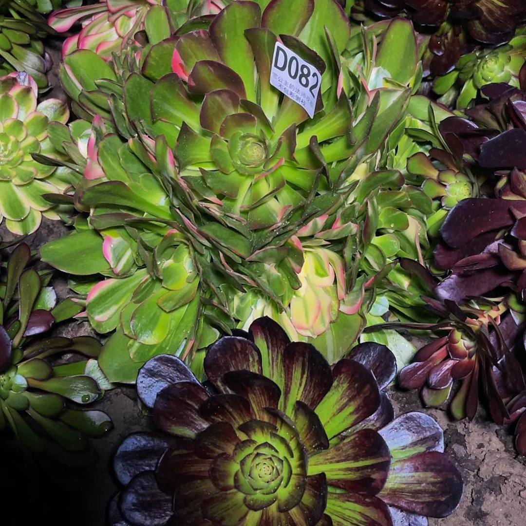 法师法师26–23包邮法师