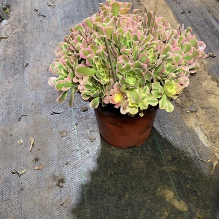53白凤多肉多肉植物