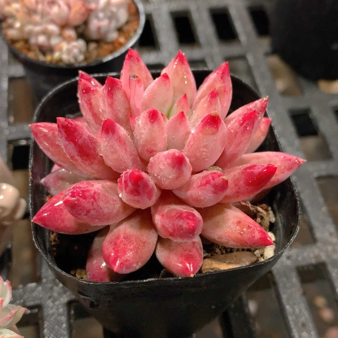 肉萌萌精控多肉 5cm盆量拍 车厘子