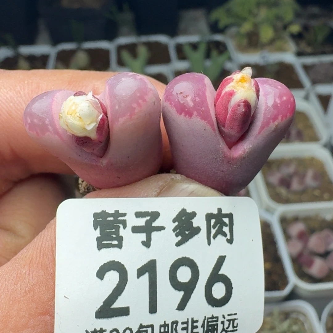 红大内。两颗。               脱土。