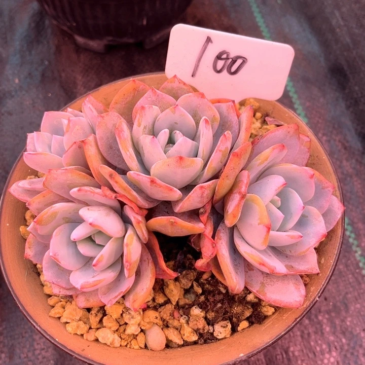 奶茶1000号码牌子的话题