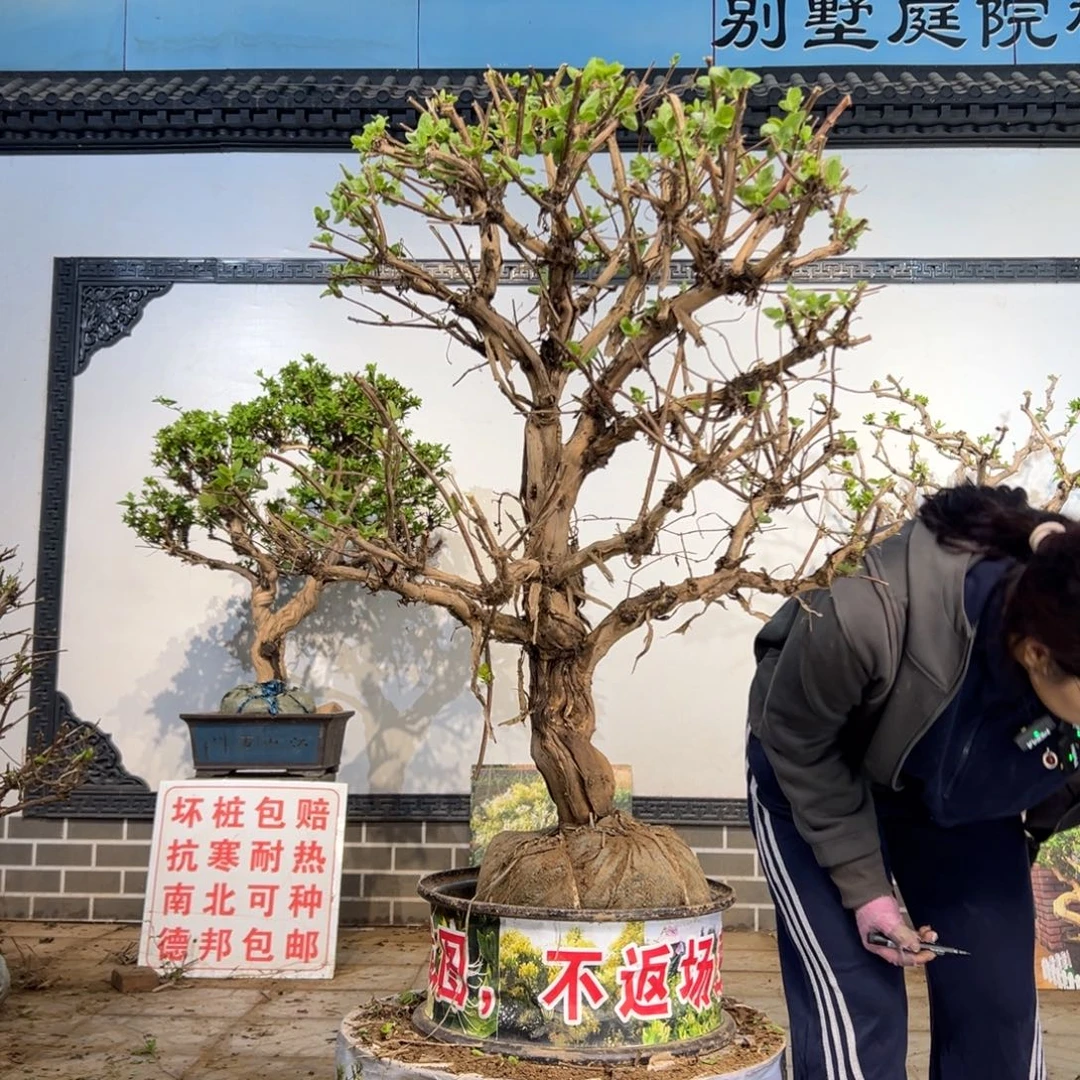 无花朵金银花8888