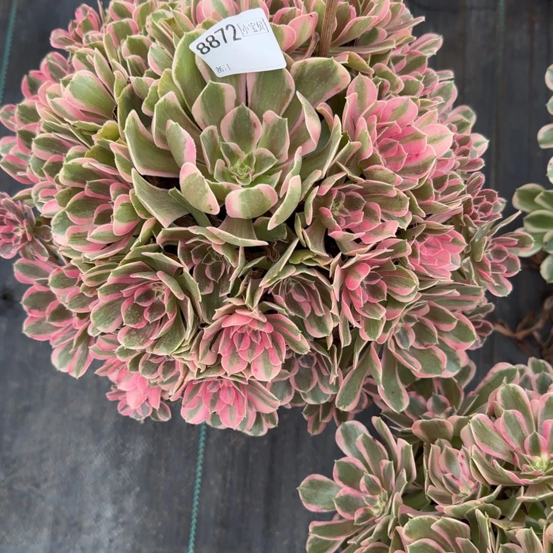 小***孃8872多肉男神多肉