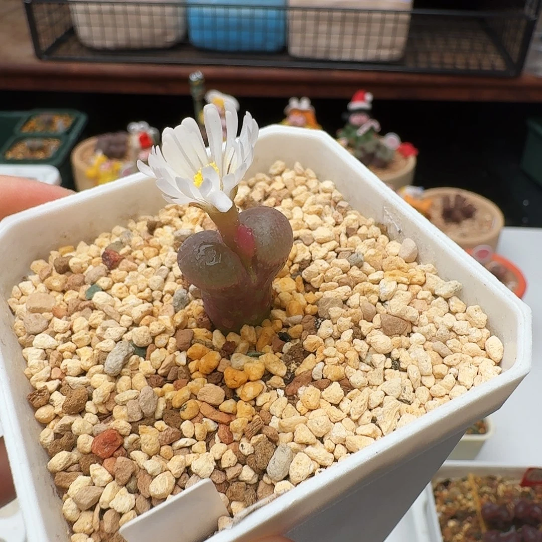 多肉植物福利风铃198