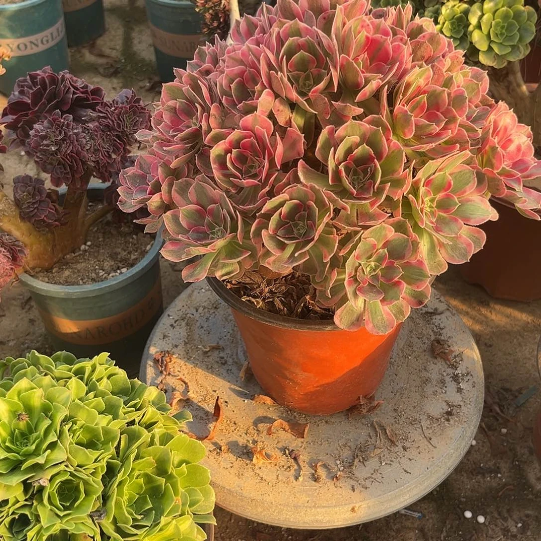 13妖月无主头法师多肉植物