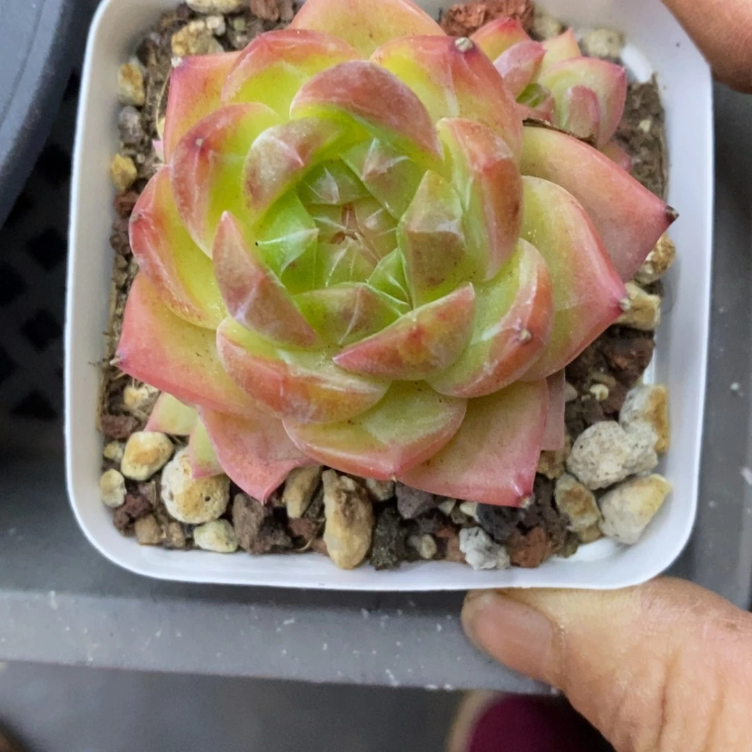 精品多肉一物一拍不包整152