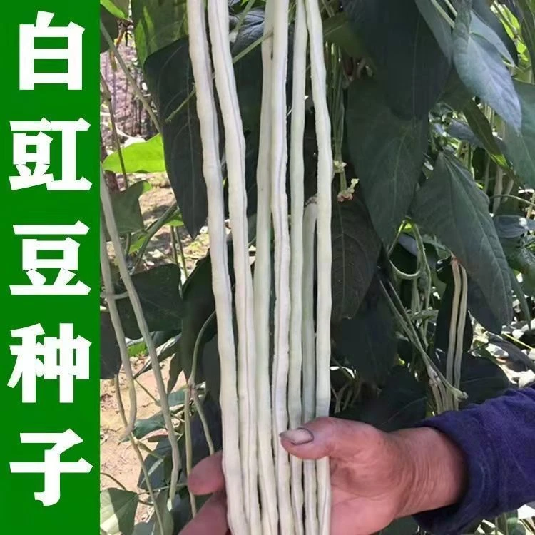【满5包包邮】白豇豆种子特长豆角肉厚肉嫩春夏秋播蔬菜种子
