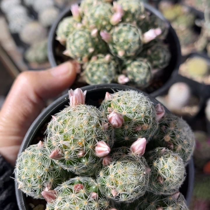 仙人球一物一拍两盆