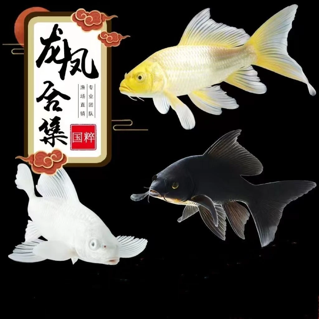 黑金白金黄金锦鲤龙凤招财鲤鱼风水招财镇宅转运组合好养耐活10-12厘米共3条