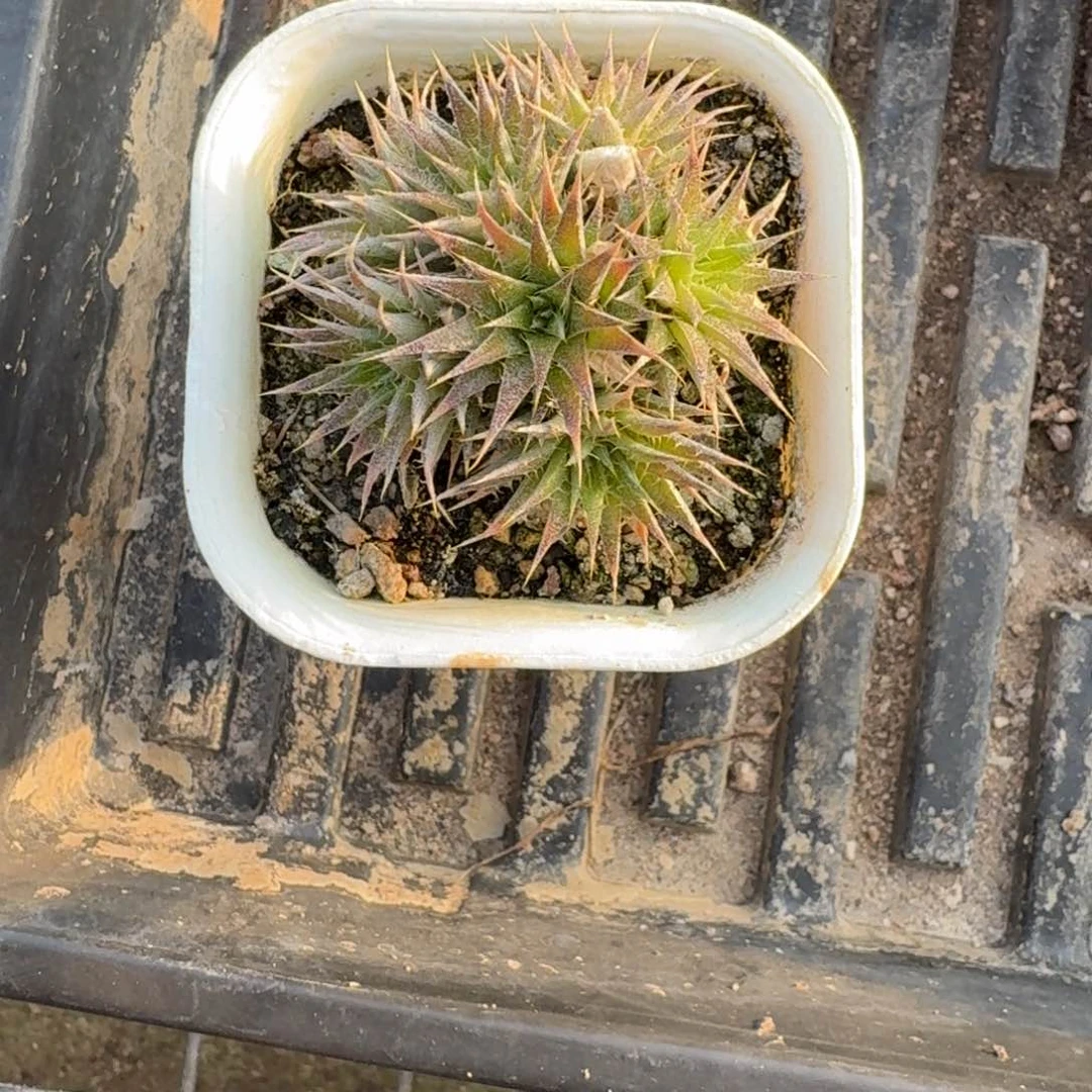 坨坨凤沙漠凤梨多肉植物