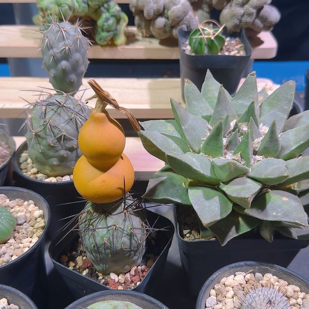 *****多肉植物多肉植物土